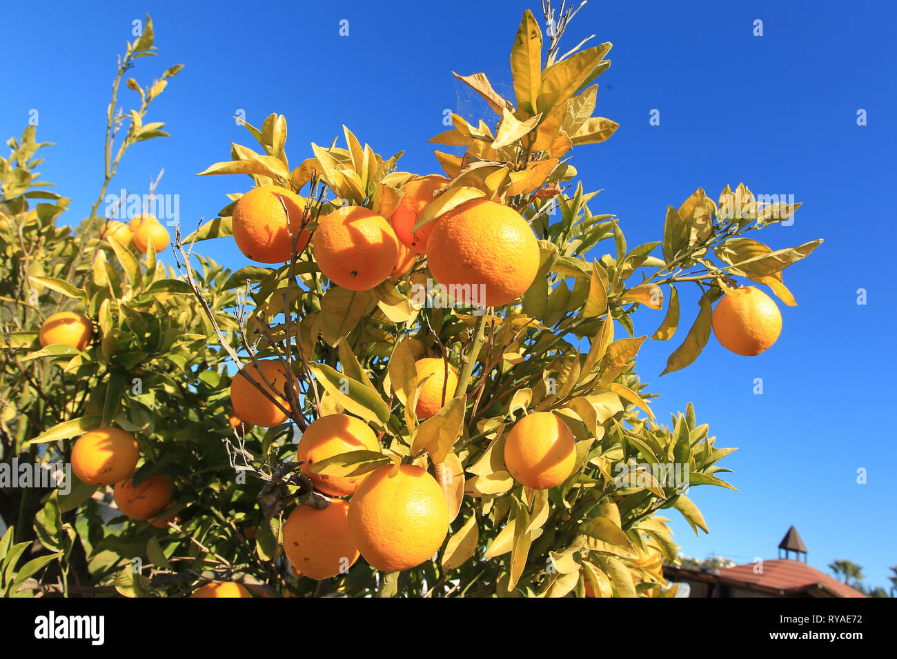 Orangen an einem Orangenbaum vor blauem Himmel Stock Photo