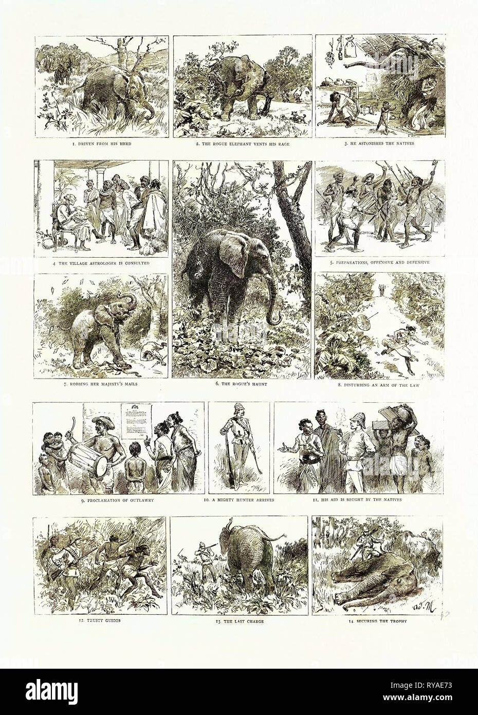 The Frolics of a Ceylon 'Rogue' Elephant and Their Consequences Stock Photo