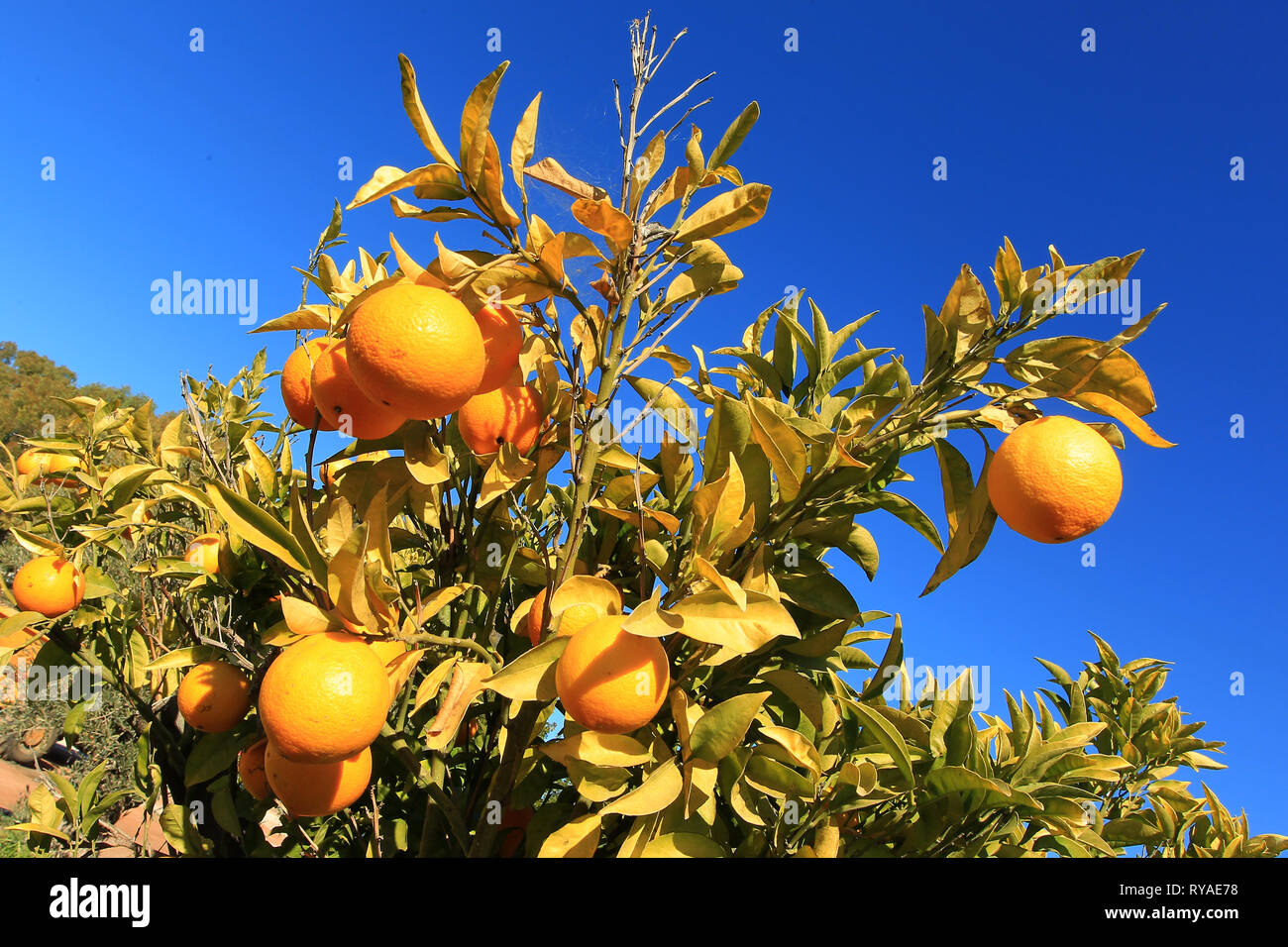 Orangen an einem Orangenbaum vor blauem Himmel Stock Photo