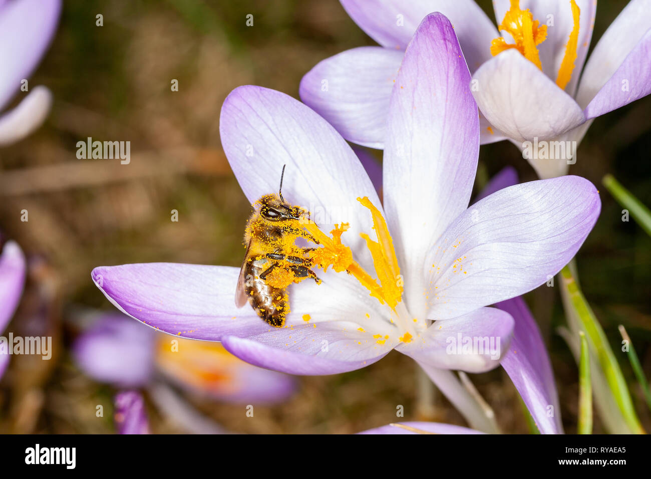 Eine Biene auf einer Krokussbluete Stock Photo