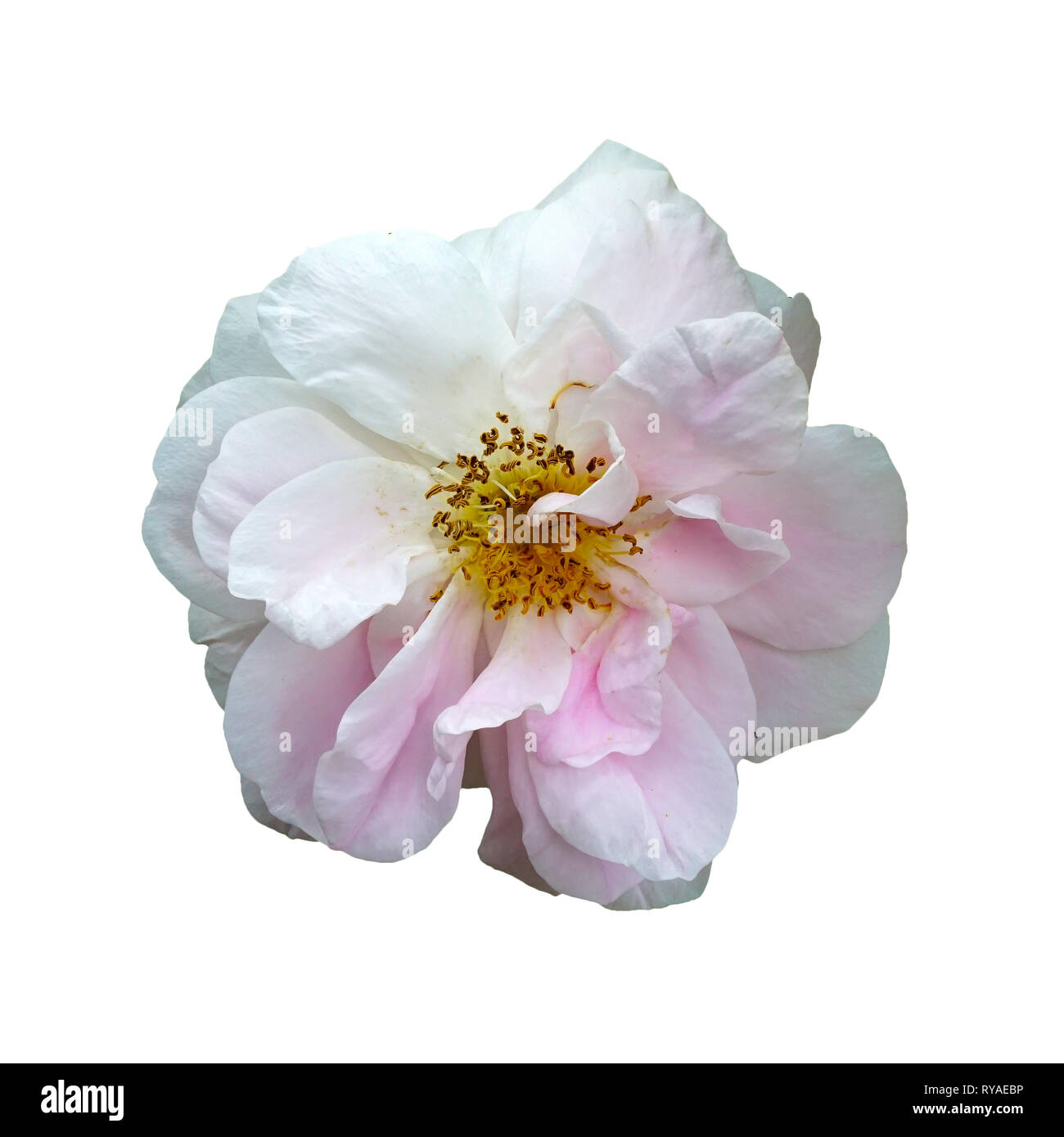 White rose isolated on white background Stock Photo - Alamy