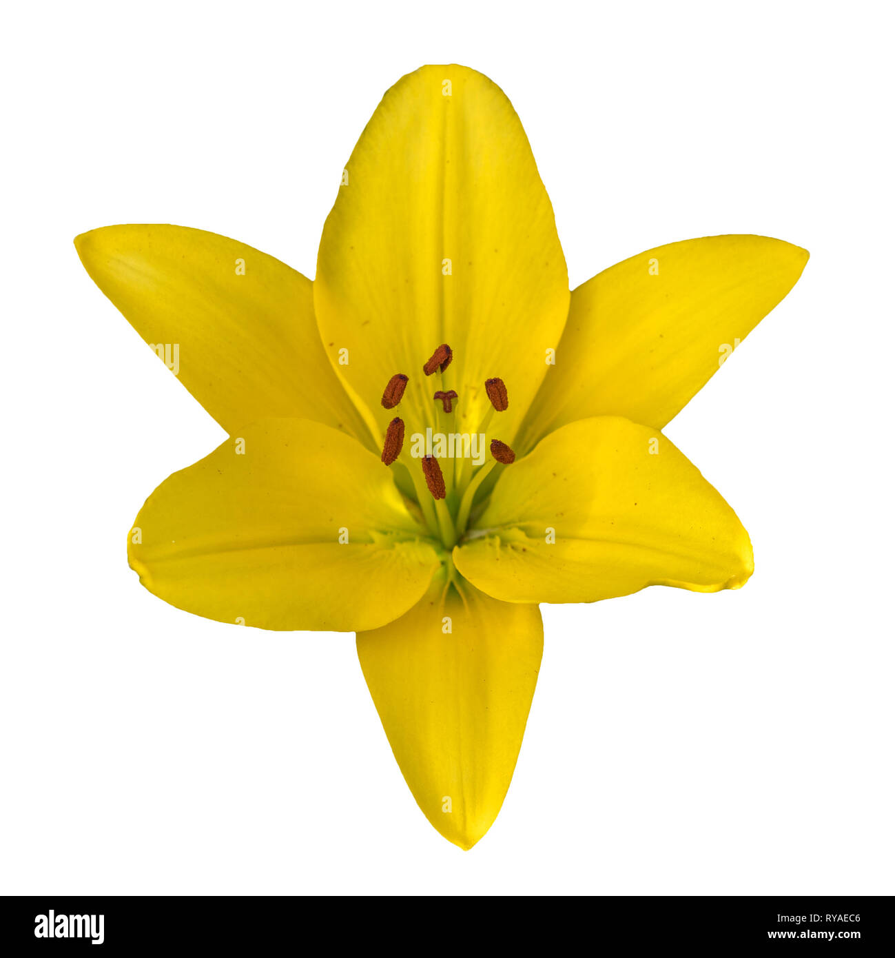 yellow lily flower isolated on white background Stock Photo - Alamy