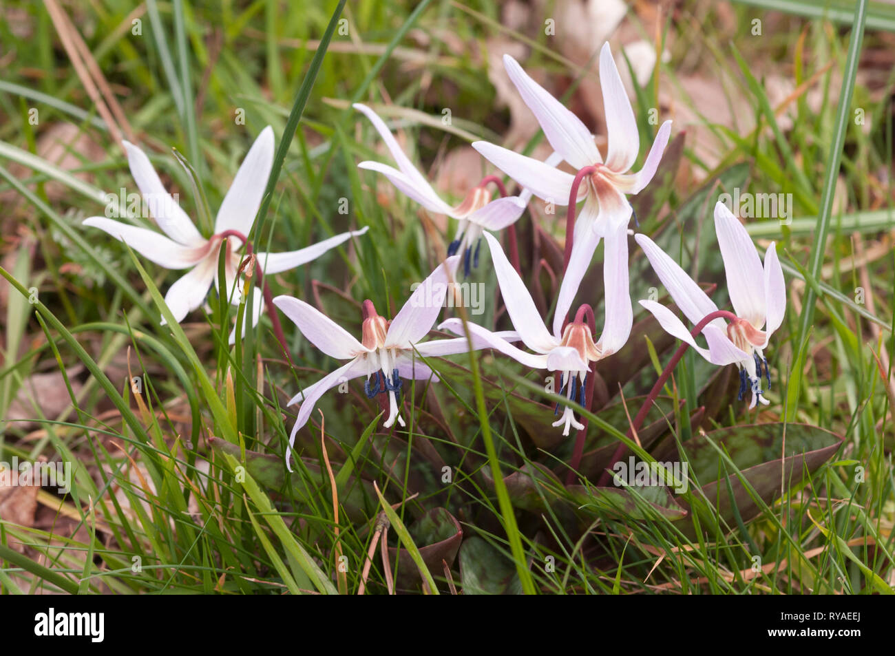 ERYTHRONIUM DENS-CANIS Stock Photo