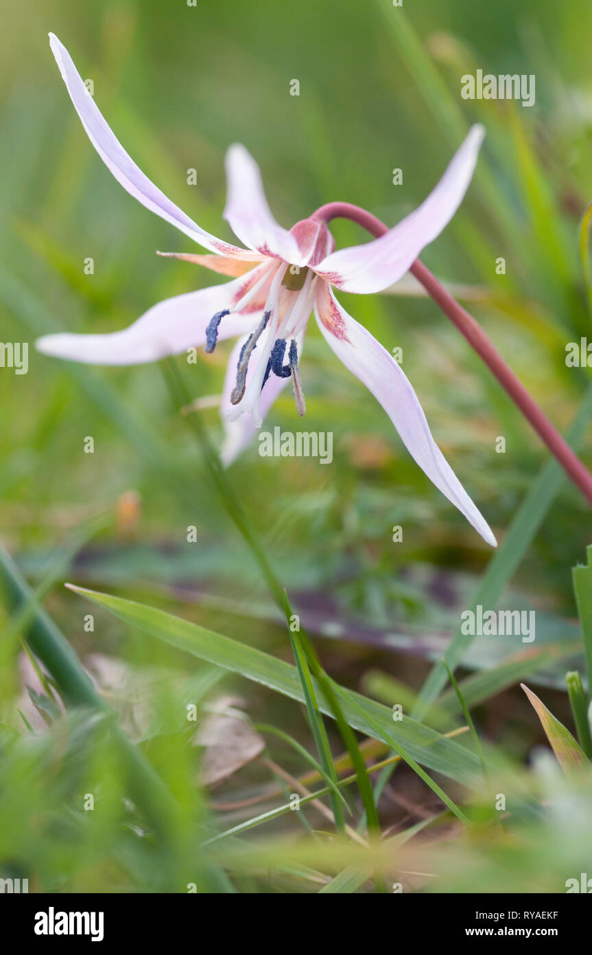 ERYTHRONIUM DENS-CANIS Stock Photo