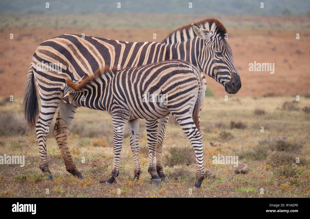 Mother and juvenile  Burchell's zebra (Equus quagga burchellii) together.  Baby is feeding off mom. Full body capture Stock Photo