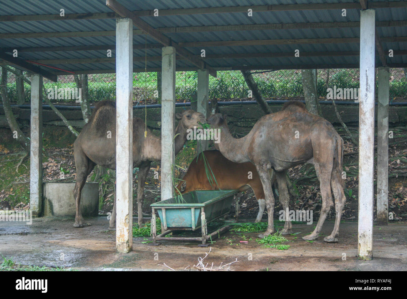 Camels at Johor Zoo, Johor Bahru, Malaysia Stock Photo Alamy