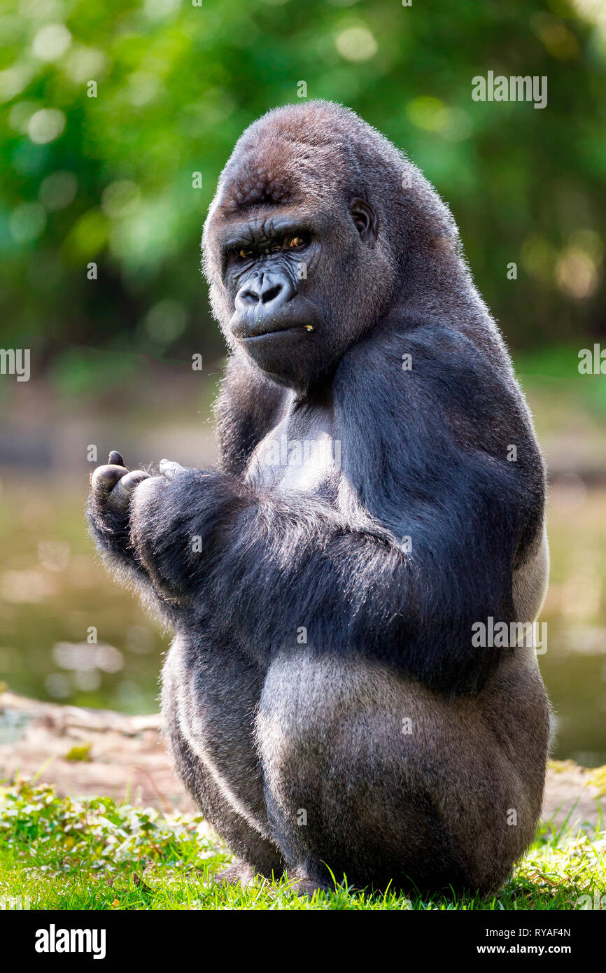 Ein Gorilla hockt fressend und schaut misstrauisch im Zoo Duisburg, 01.04.2016 Foto: Mario Hommes Stock Photo