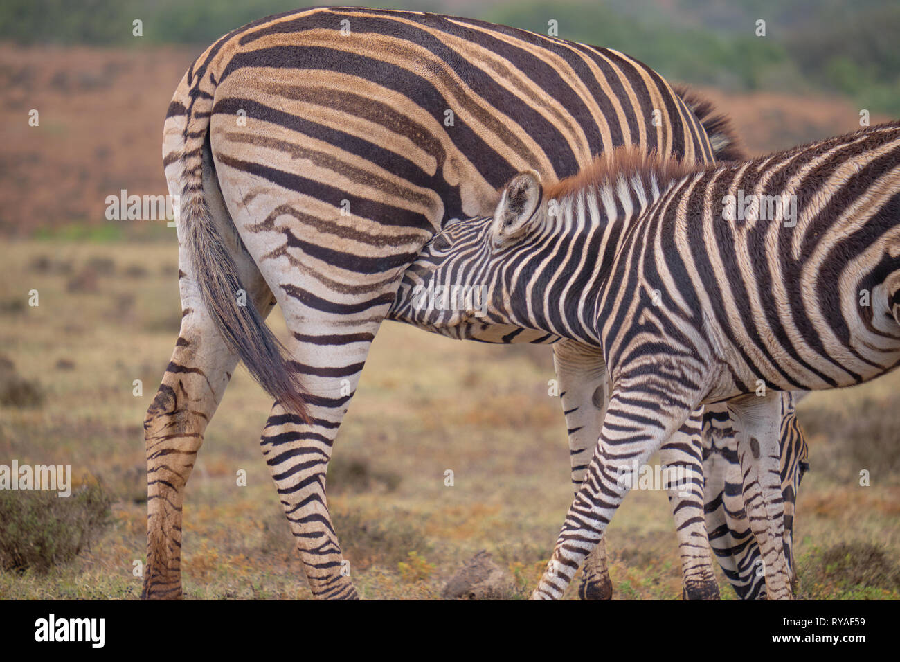Mother and juvenile Burchell's zebra (Equus quagga burchellii) together.  Baby is feeding off mom. Close up of young reaching for mother's mammal Stock Photo
