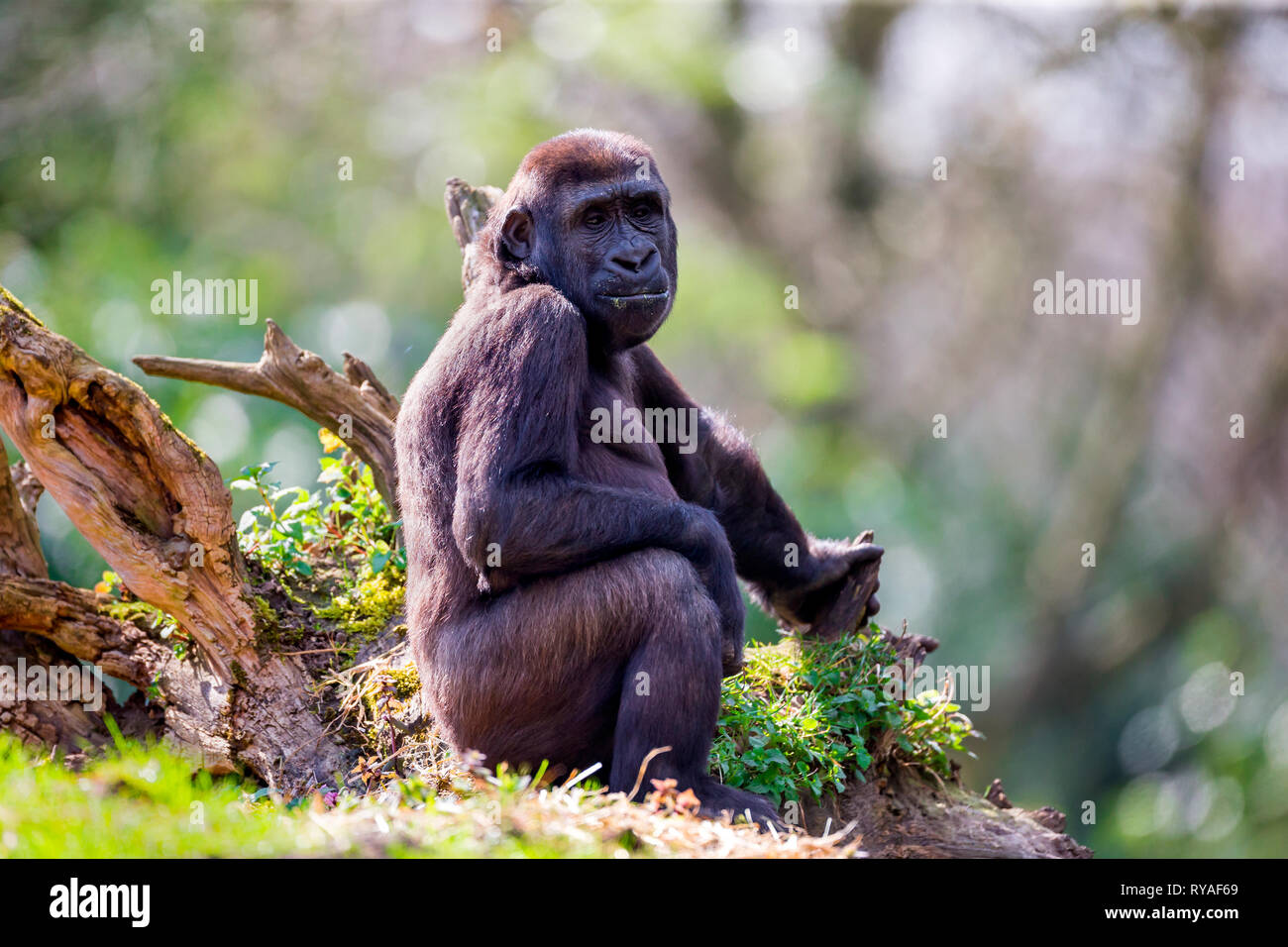 Ein Gorillaweibchen sitzt im Gehege im Zoo Duisburg, 01.04.2016 Foto: Mario Hommes Stock Photo