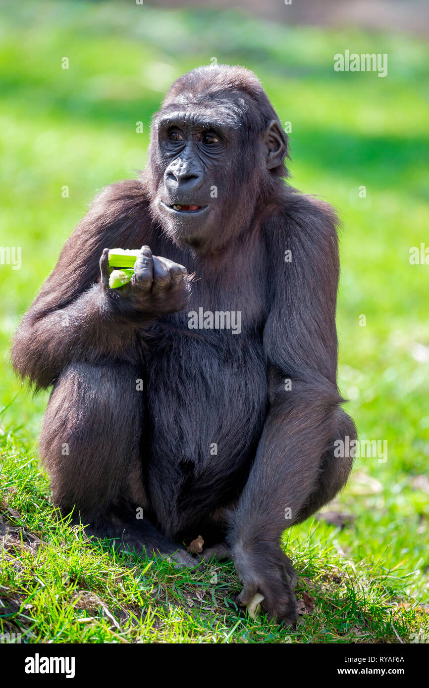 Ein Gorillaweibchen sitzt fressend im Gehege im Zoo Duisburg, 01.04.2016 Foto: Mario Hommes Stock Photo