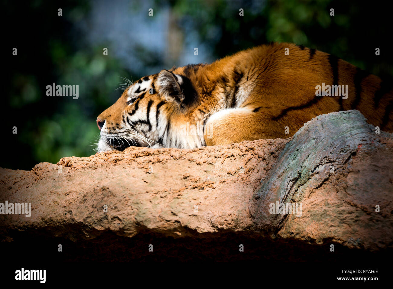 Ein Tiger Stock Photo