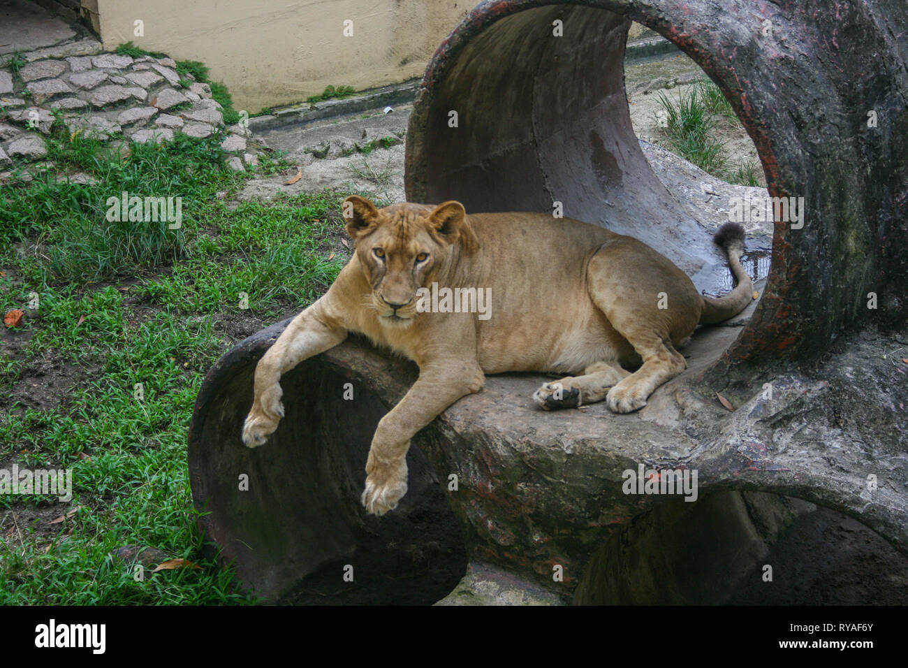 Lions at Johor Zoo, Johor Bahru, Malaysia Stock Photo Alamy