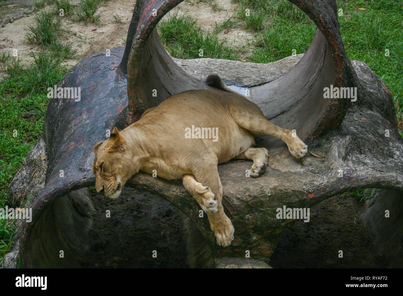 Lions at Johor Zoo, Johor Bahru, Malaysia Stock Photo Alamy