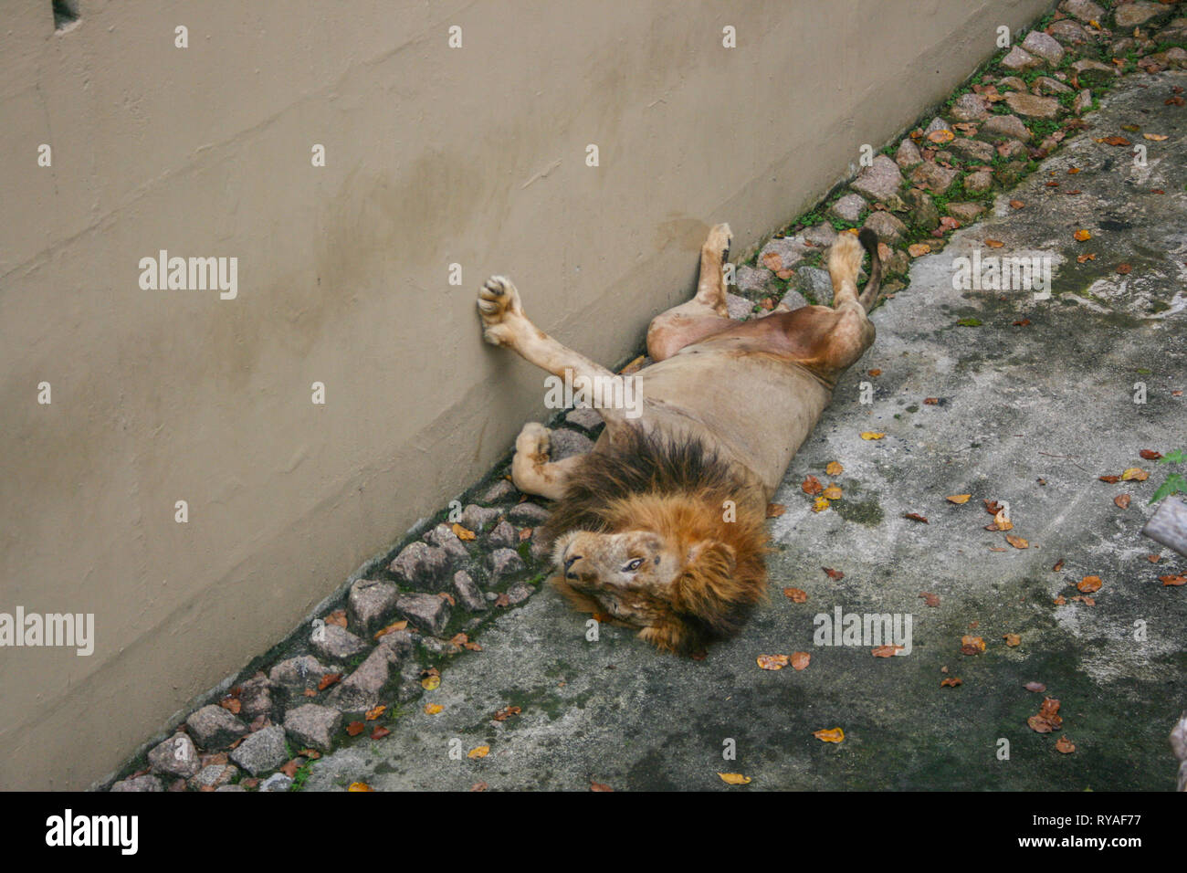 Lions at Johor Zoo, Johor Bahru, Malaysia Stock Photo Alamy