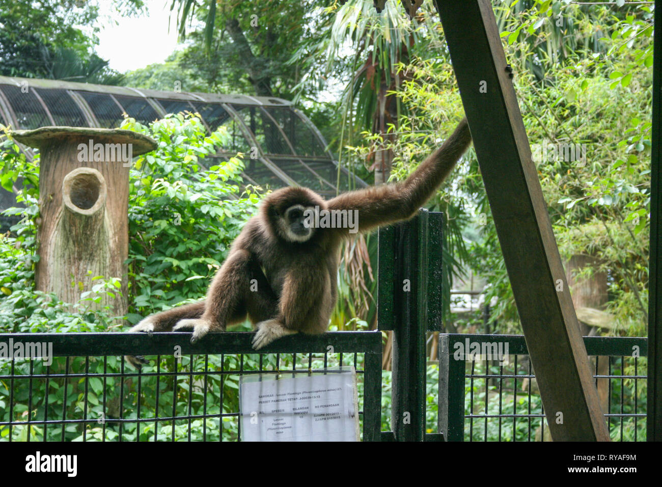 Lar gibbon at Johor Zoo, Johor Bahru, Malaysia Stock Photo Alamy