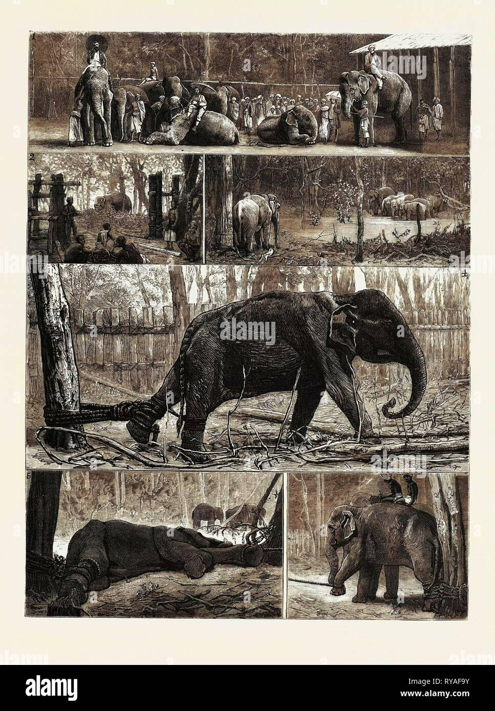 The Young Princes on Their Cruise, at an Elephant Kraal Near Awisawella