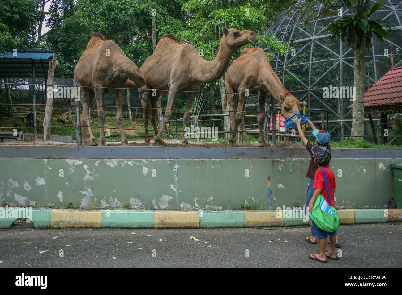 Visitors feeding the camels at Johor Zoo, Johor Bahru, Malaysia Stock
