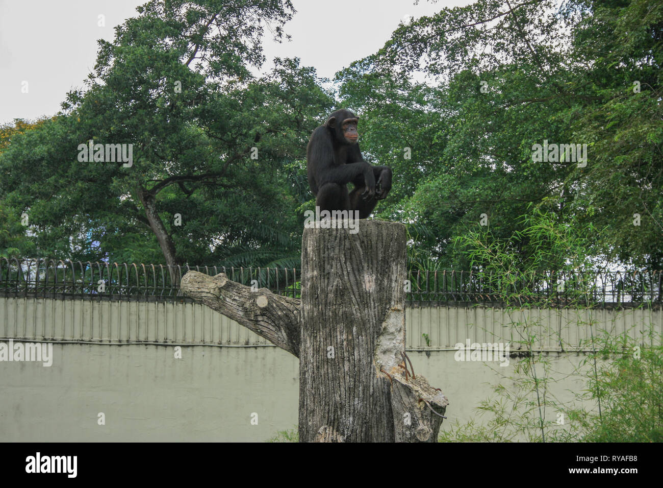 A chimpanzee at Johor Zoo, Johor Bahru, Malaysia Stock Photo Alamy