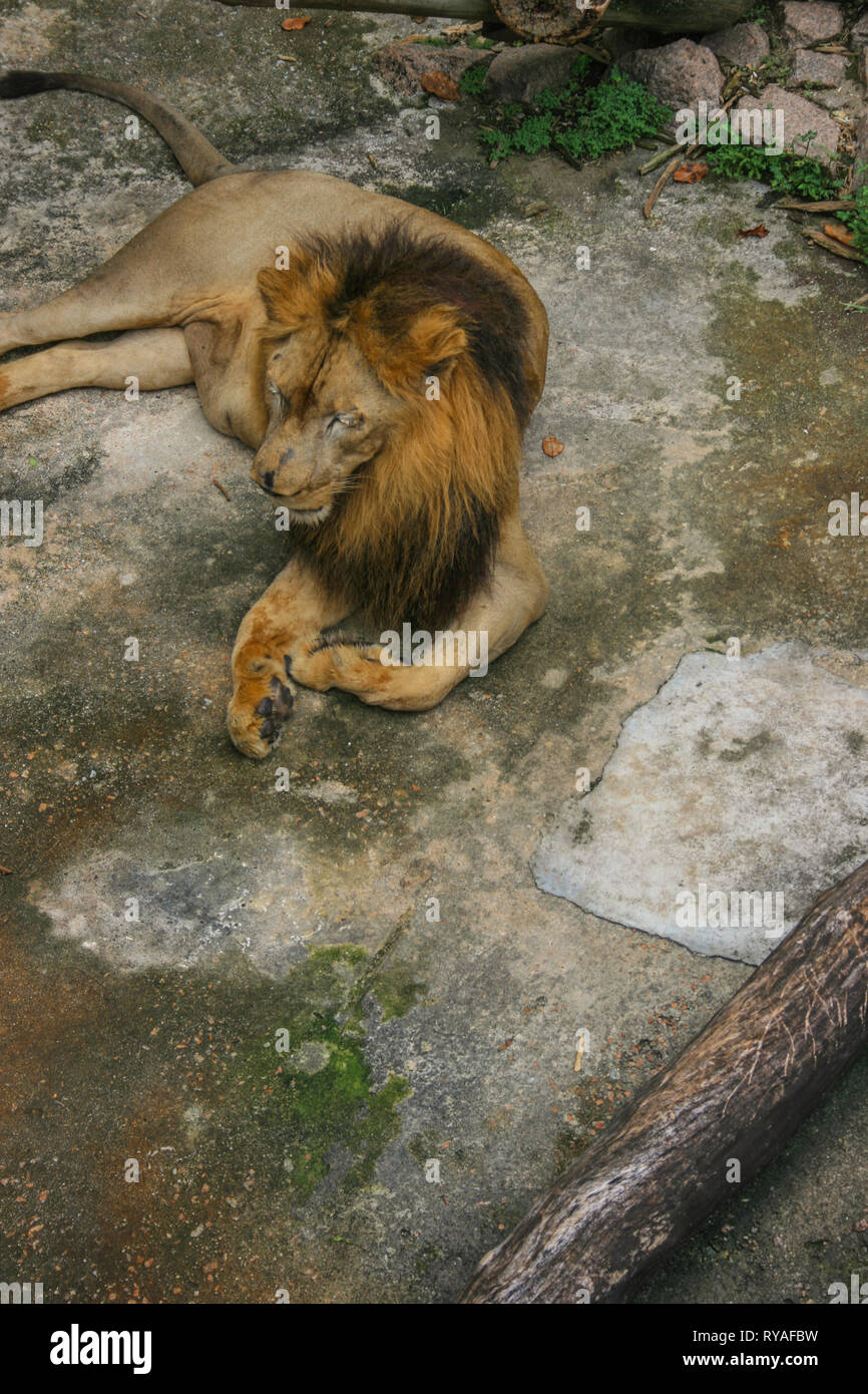 A male lion at Johor Zoo, Johor Bahru, Malaysia Stock Photo Alamy