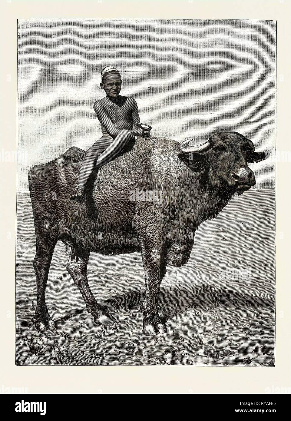 Egypt: A Buffalo and His Driver Stock Photo