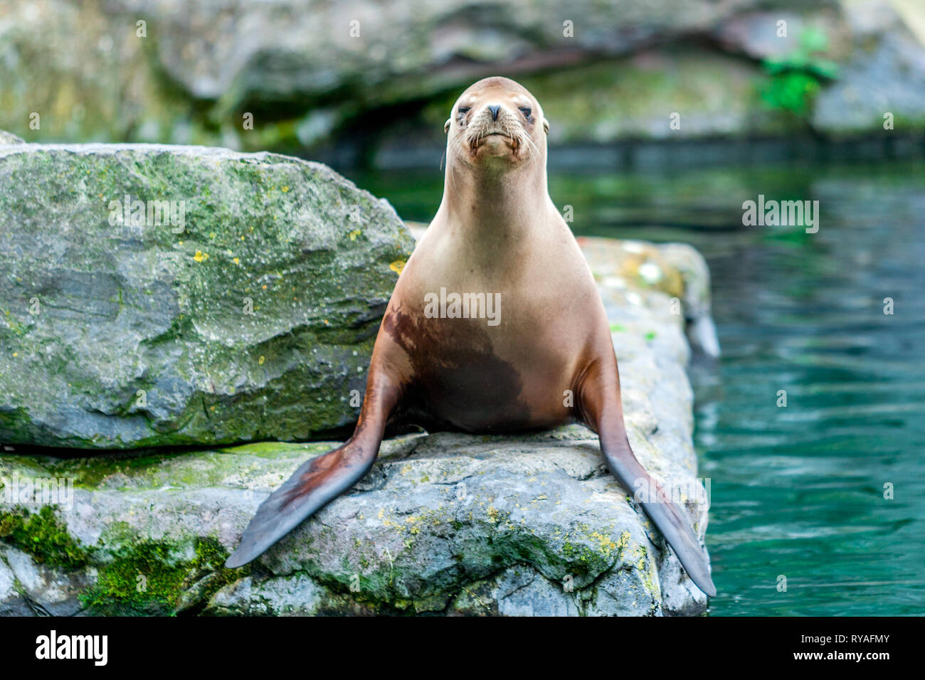 Ein kalifornischer Seeloewe in der ZOOM-Erlebniswelt Gelsenkirchen, 01.07.2016 Foto: Mario Hommes Stock Photo