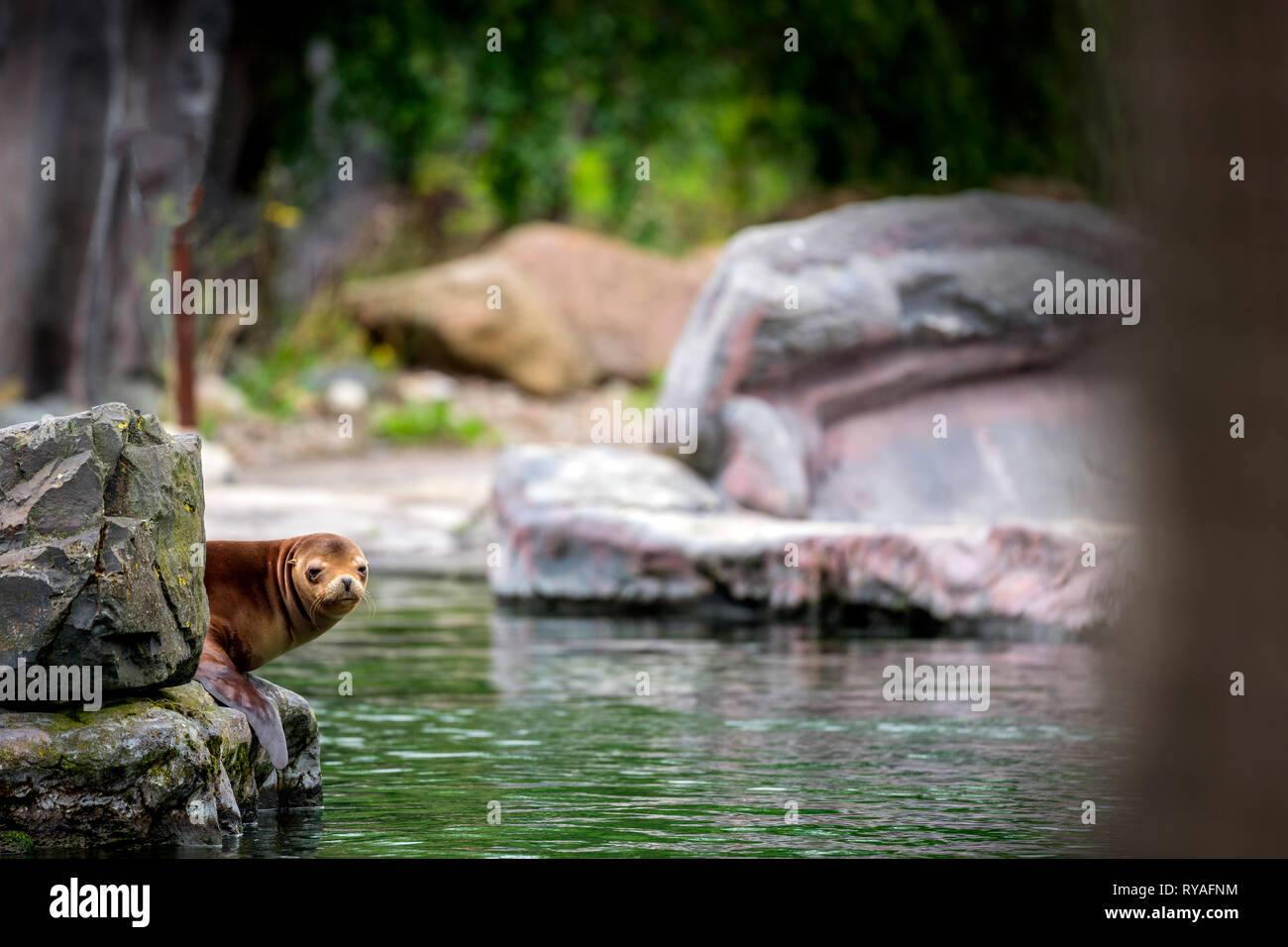 Ein kalifornischer Seeloewe in der ZOOM-Erlebniswelt Gelsenkirchen, 01.07.2016 Foto: Mario Hommes Stock Photo