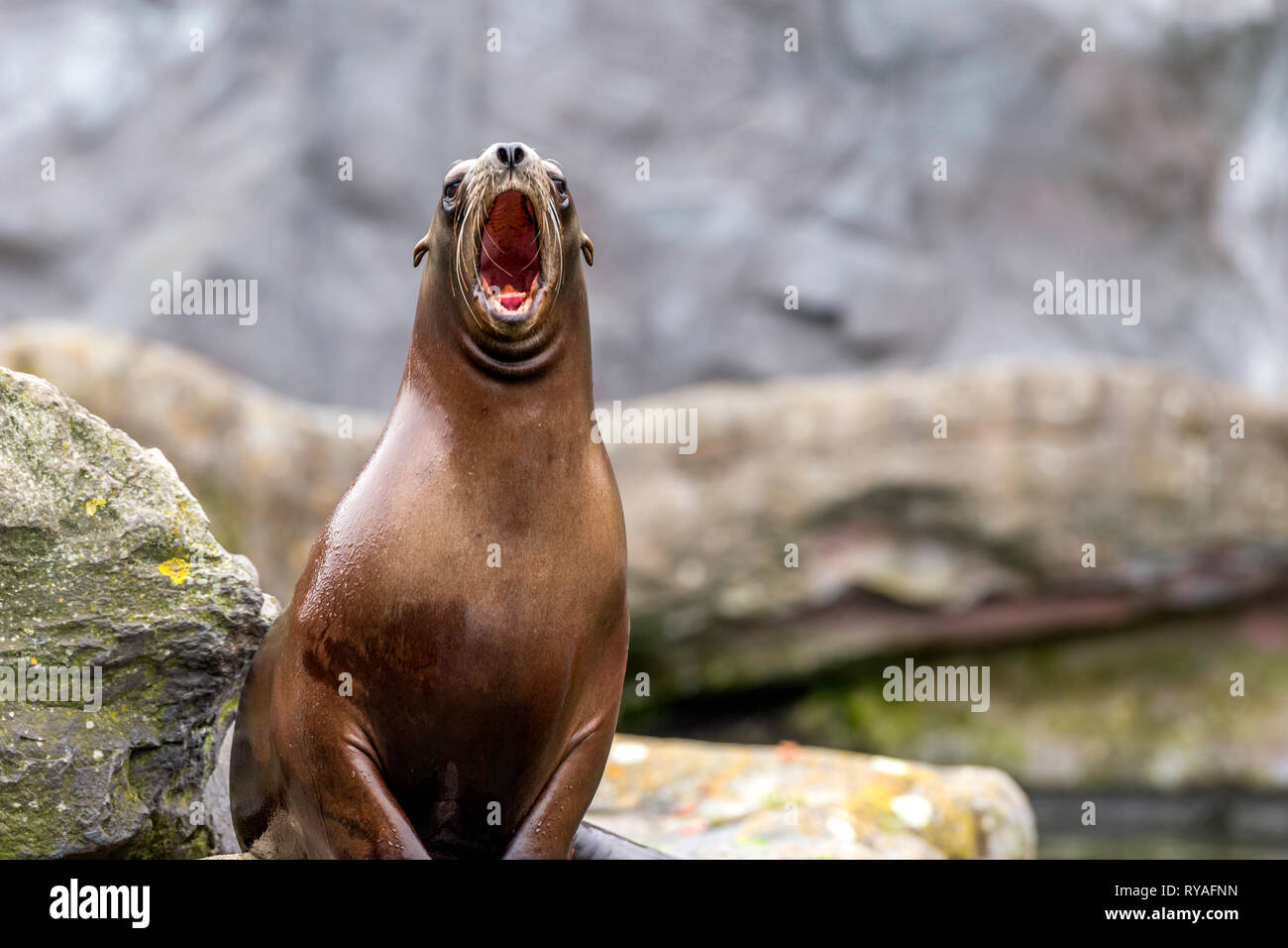 Ein kalifornischer Seeloewe in der ZOOM-Erlebniswelt Gelsenkirchen, 01.07.2016 Foto: Mario Hommes Stock Photo