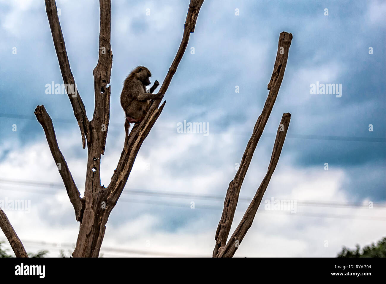 Ein Pavian auf einem Baum vor dunklen Wolken Stock Photo