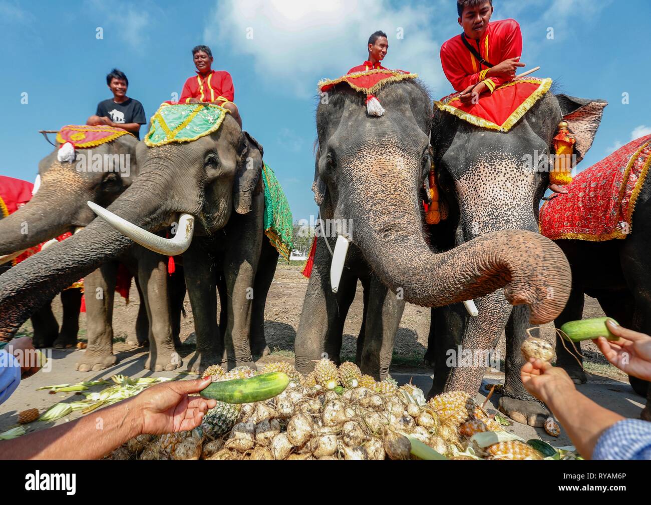 Ayutthaya, Thailand. 13th Mar 2019. People feeds elephants during  Thailand's national elephant day celebration in the ancient city of  Ayutthaya, north of Bangkok. Credit: SOPA Images Limited/Alamy Live News  Stock Photo -
