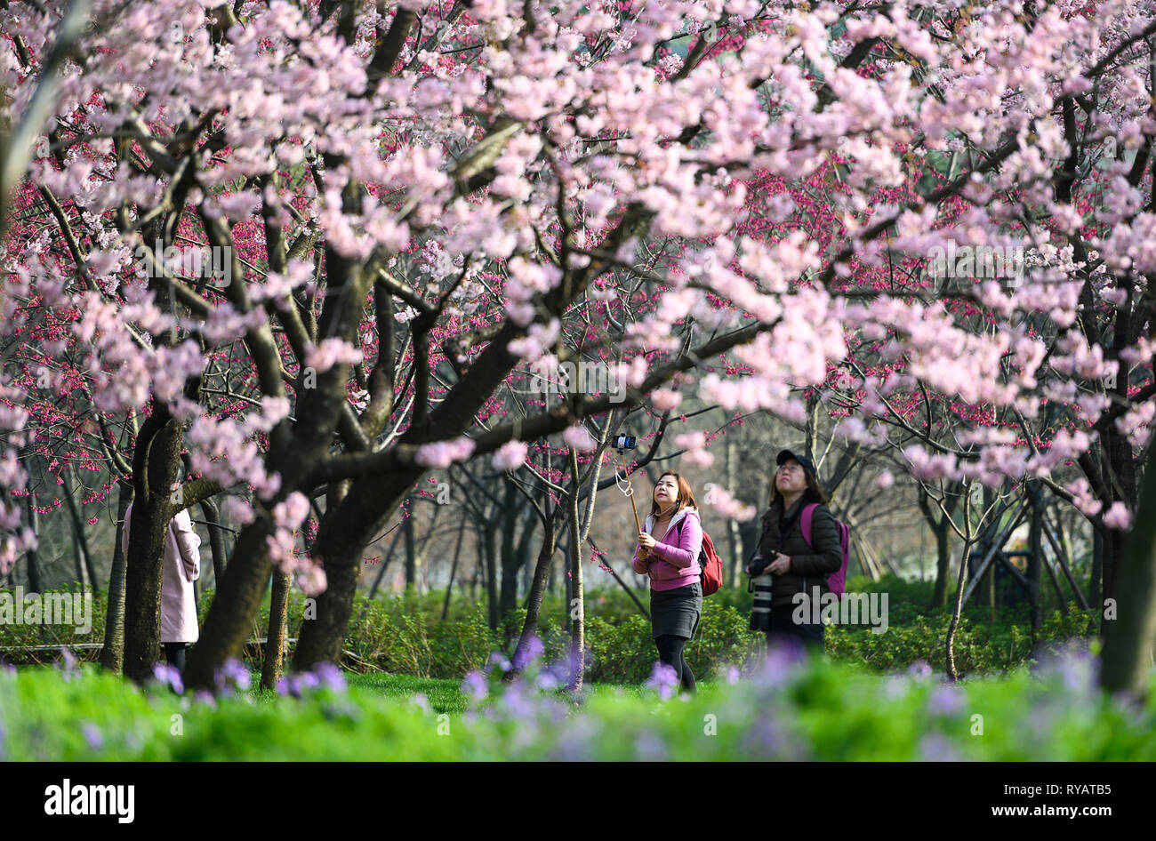 (190313) -- WUHAN, March 13, 2019 (Xinhua) -- Tourists view cherry blossoms by the East Lake in Wuhan, central China's Hubei Province, March 13, 2019. (Xinhua/Xiong Qi) Stock Photo