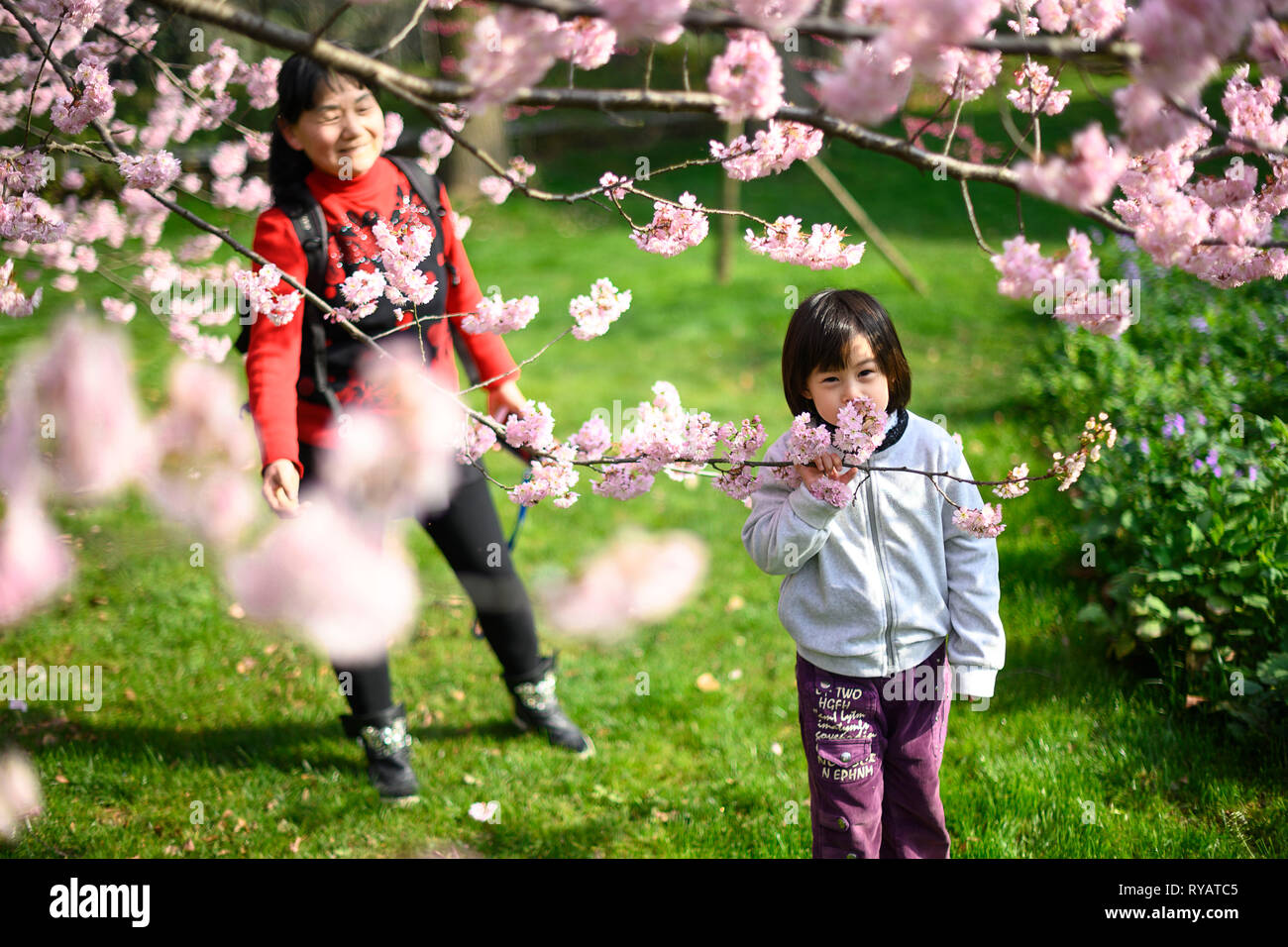 (190313) -- WUHAN, March 13, 2019 (Xinhua) -- Tourists view cherry blossoms by the East Lake in Wuhan, central China's Hubei Province, March 13, 2019. (Xinhua/Xiong Qi) Stock Photo