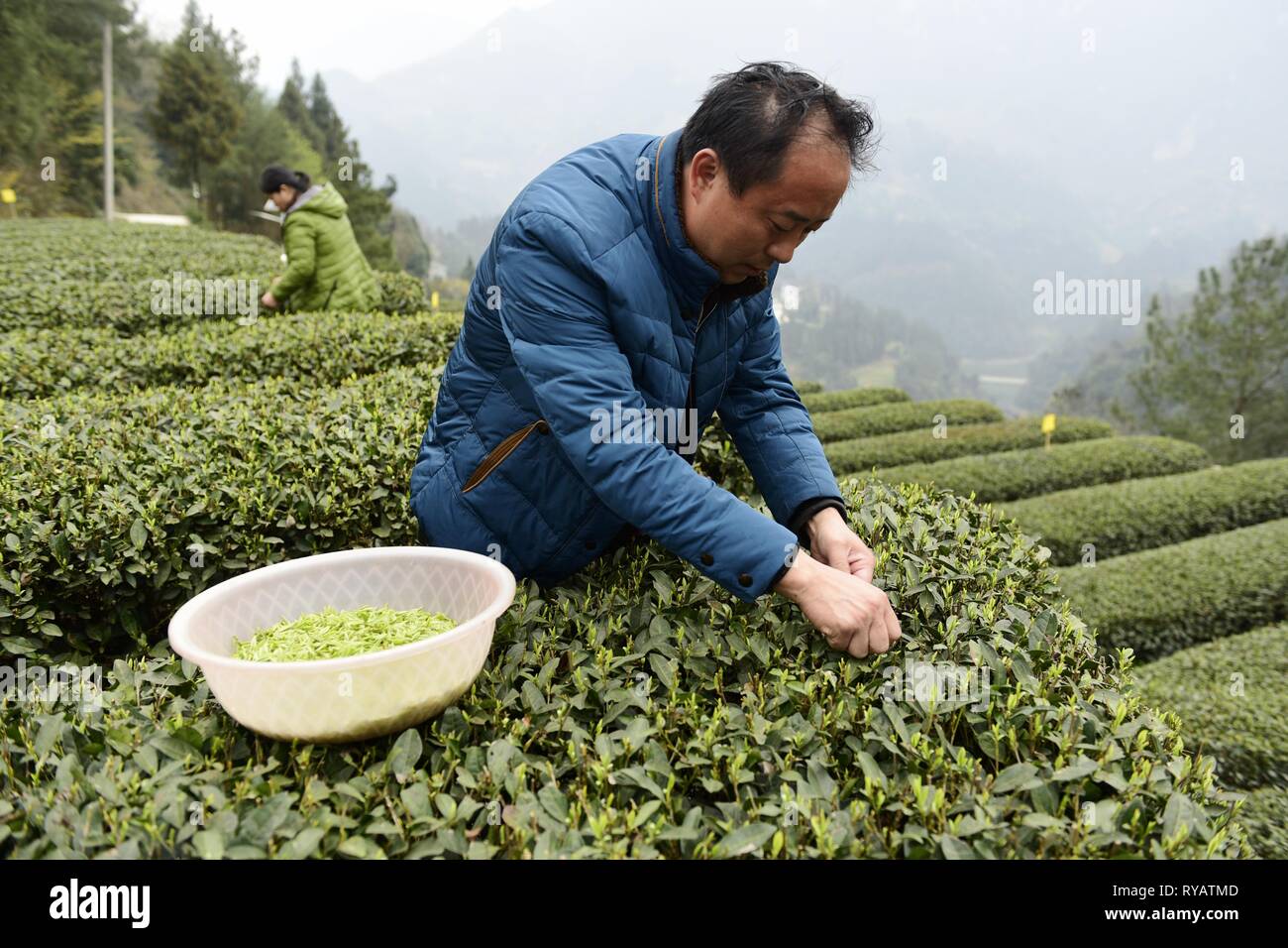 Enshi, Enshi, China. 13th Mar, 2019. Enshi, CHINA-Peasants pick spring tea in Enshi, central ChinaÃ¢â‚¬â„¢s Hubei Province. Credit: SIPA Asia/ZUMA Wire/Alamy Live News Stock Photo