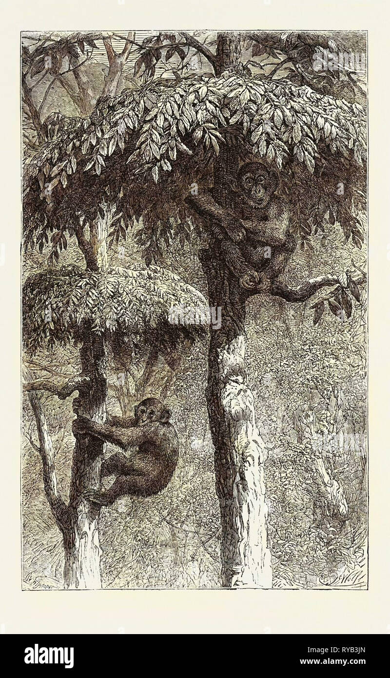 The NestBuilding Ape in His Shelter Stock Photo Alamy