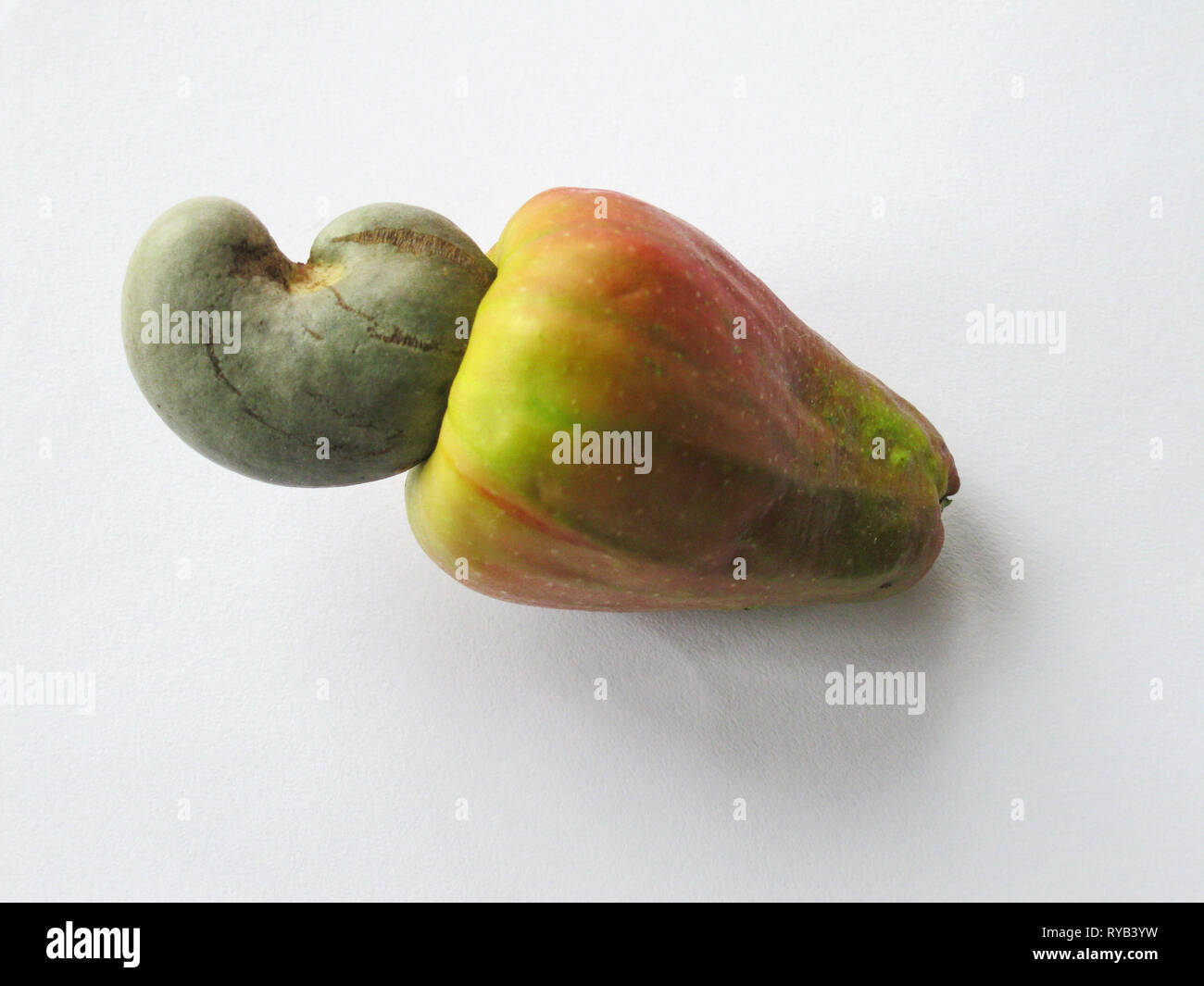 Cashew tree asia hires stock photography and images Alamy