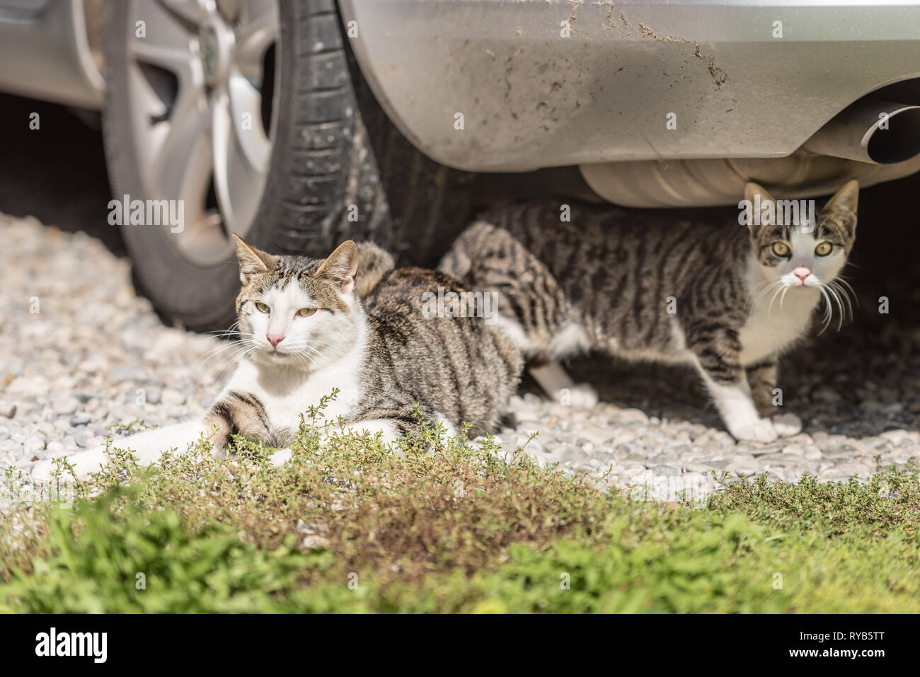 two cats sit next to each other next to each other animal family