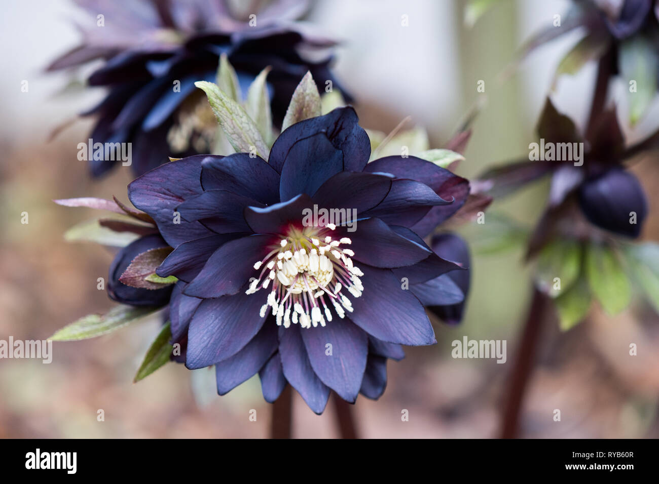 Helleborus Cherry Blossom (Hellebore Stock Photo - Alamy