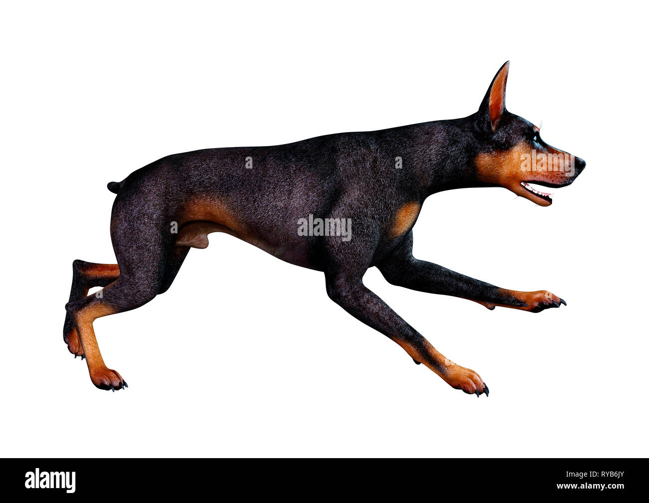 black pincher dog