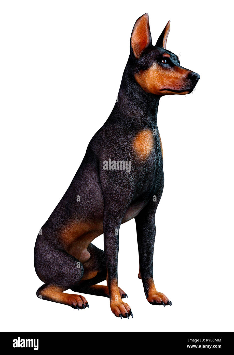 3D rendering of a black Doberman Pinscher dog isolated on white