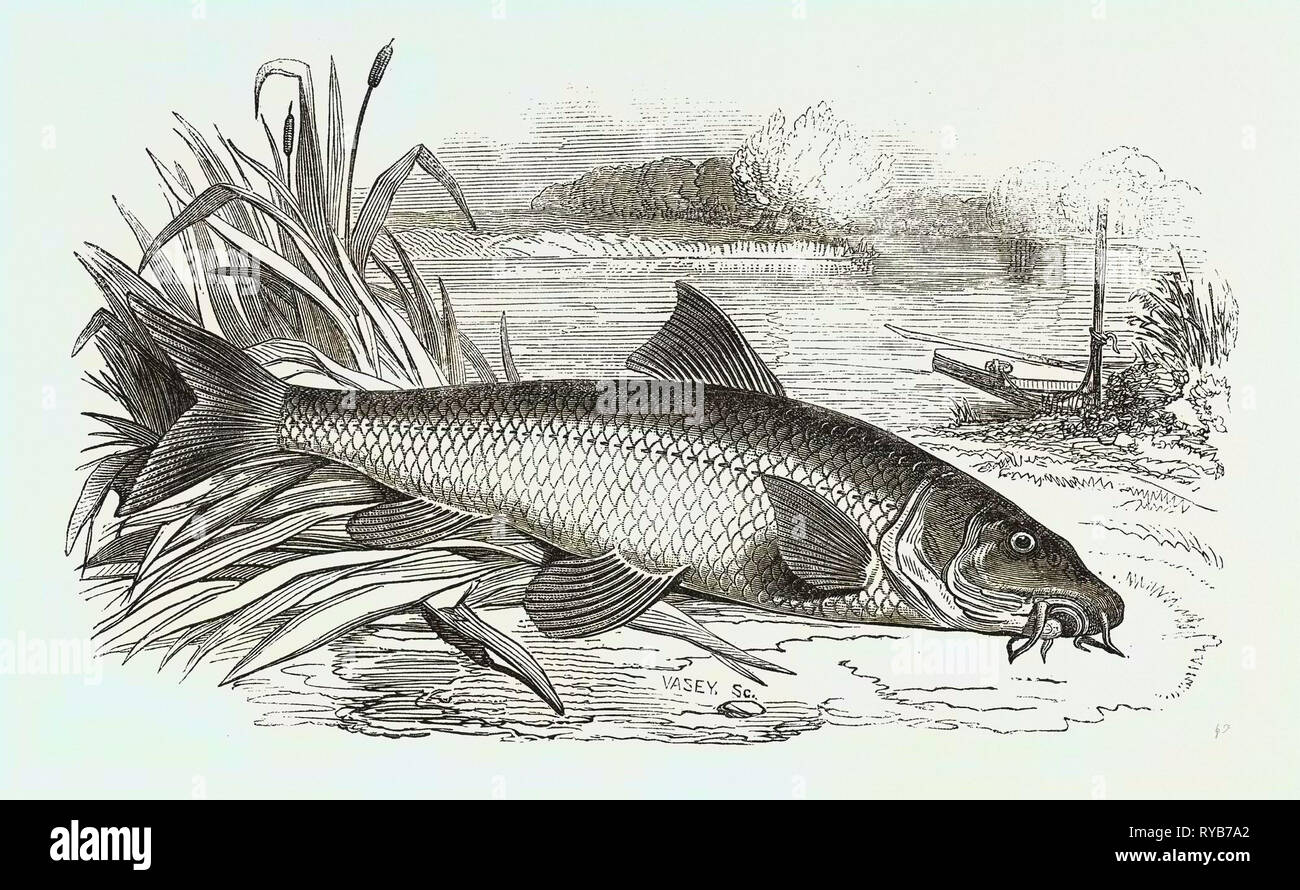 Fish with barbels hires stock photography and images Alamy