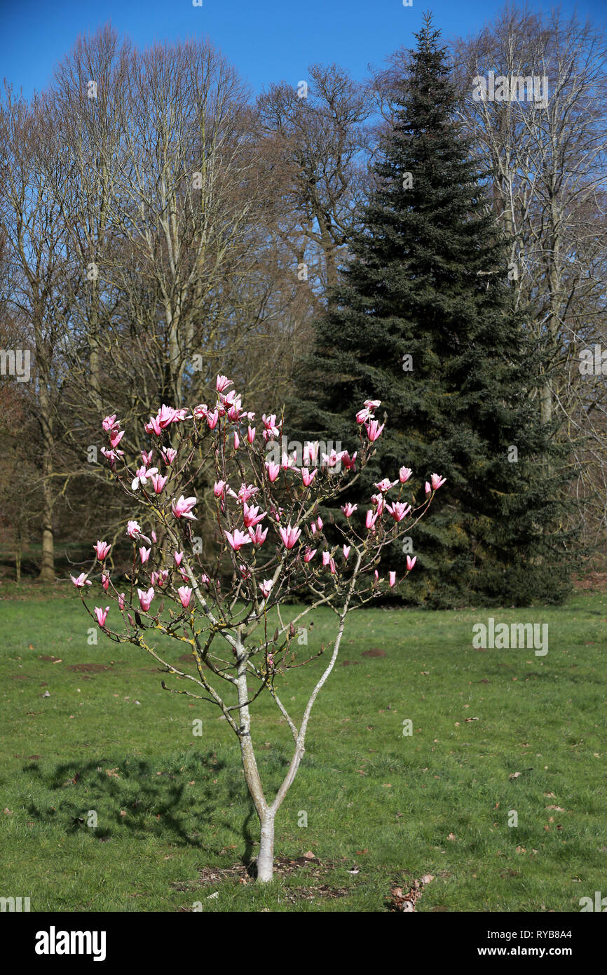Small pink magnolia tree bush in the sun in flower in Oxford University Parks in winter / spring Stock Photo