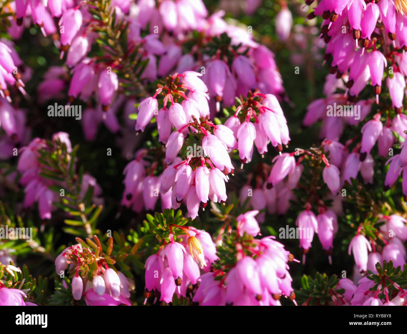 Closeup of pink flowers on a heather plant, Erica carnea, variety December Red Stock Photo