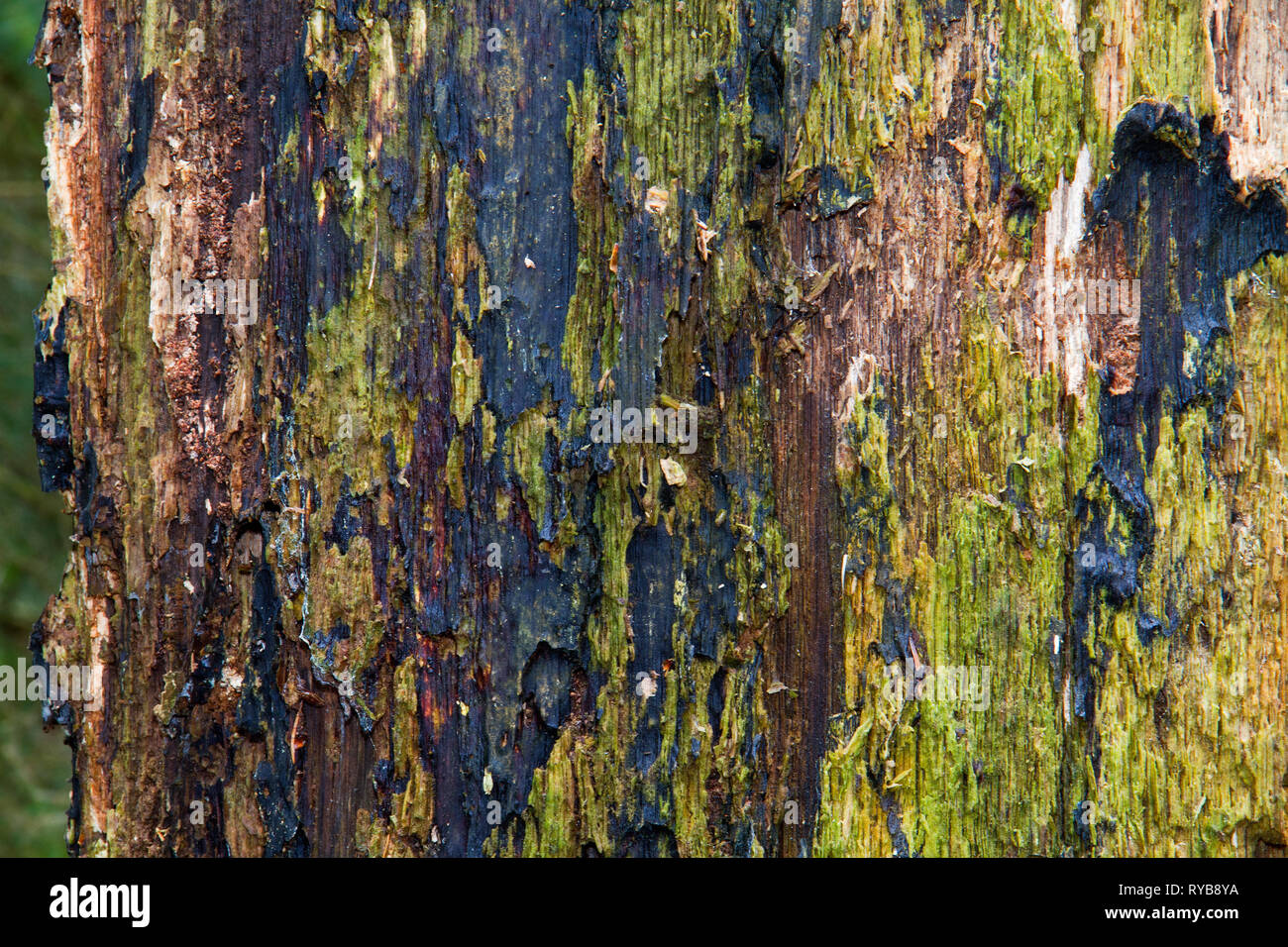 Detail of a rotting tree stem Stock Photo