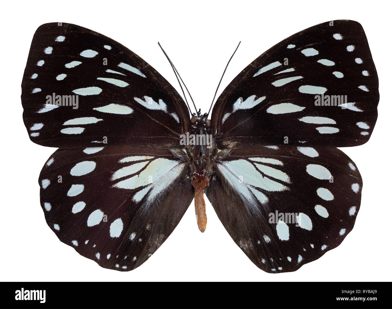 Butterfly Euxanthe eurinome isolated on white background . Stock Photo