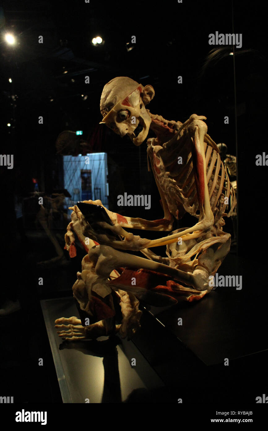 Images of the Body Worlds plastinates at the Menschen Museum Berlin. Old person Stock Photo