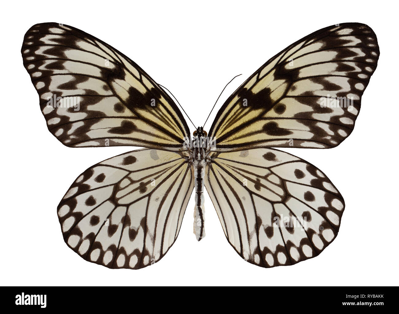 Butterfly idea leuconoe isolated on white background. Stock Photo