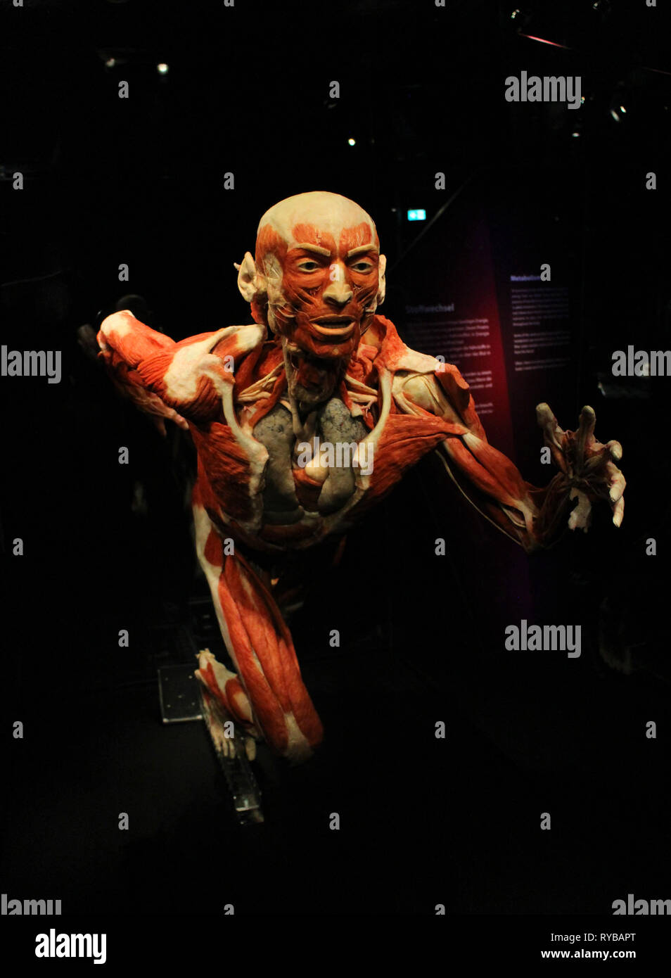 Images of the Body Worlds plastinates at the Menschen Museum Berlin. Human athlete Stock Photo
