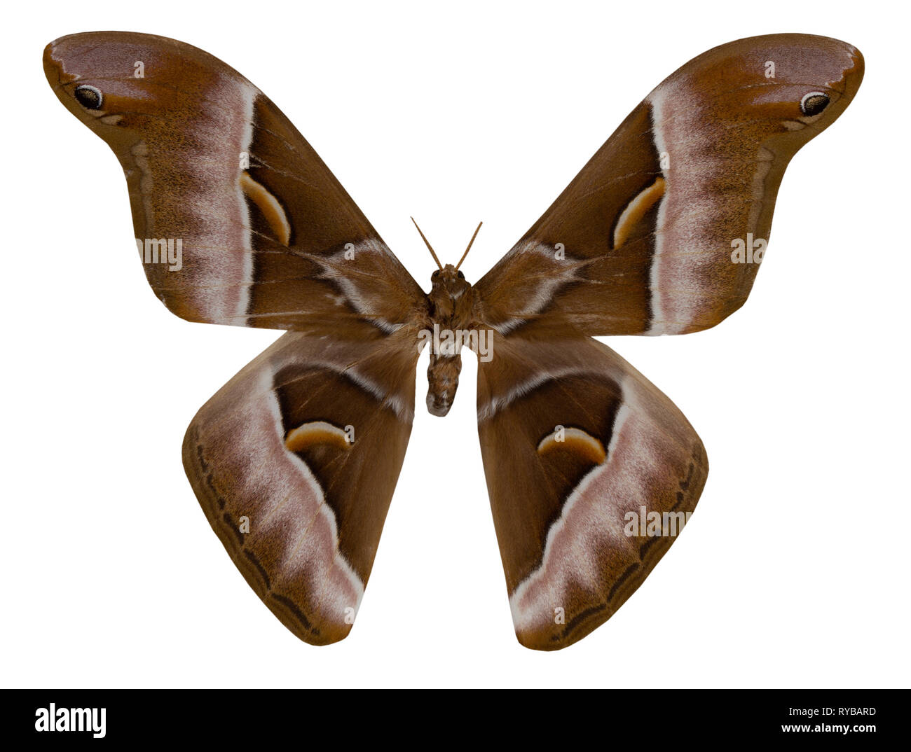 Butterfly samia cynthia isolated on white background . Stock Photo