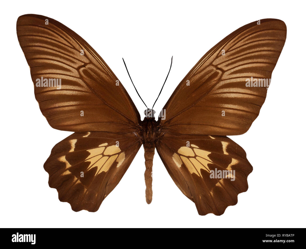 Butterfly troides oblongomaculatus isolated on white background. Stock Photo