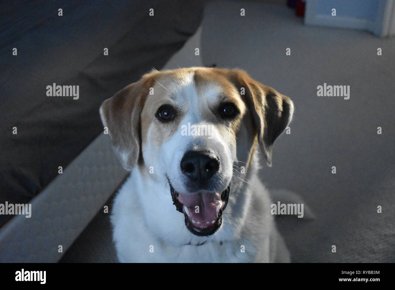 Dog photo Stock Photo
