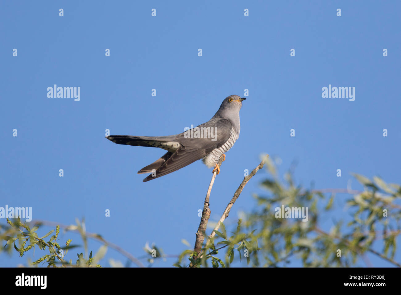 Common cuckoo (Cuculus canorus) male perched in tree in spring Stock Photo